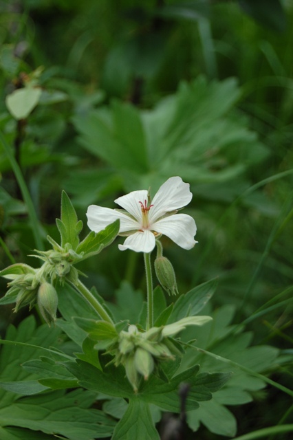 Geranium viscosissimum white